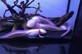 Аксолотль (Axolotl)