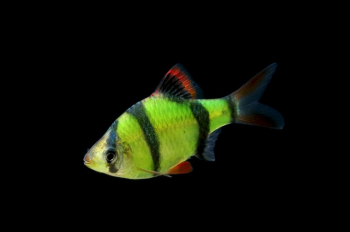 Барбус Суматранский (GloFish)